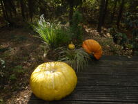 Herbst_Kuerbisse_PA050017